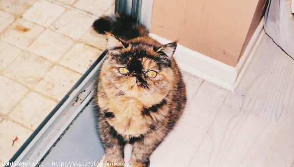 Photo d'Exotic shorthair