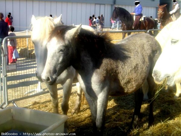 Photo de Camargue