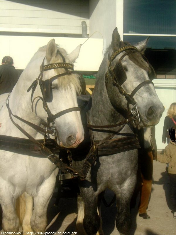 Photo de Races diffrentes