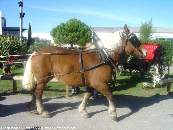 Photo de Races diffrentes