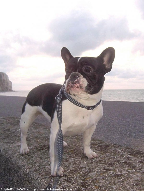 Photo de Bouledogue franais