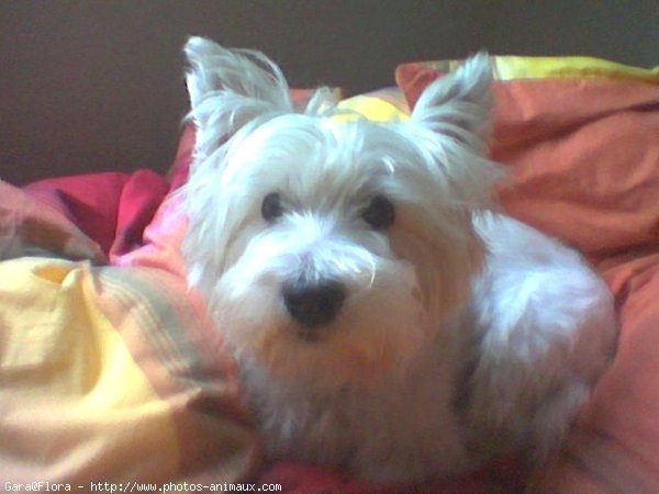 Photo de West highland white terrier