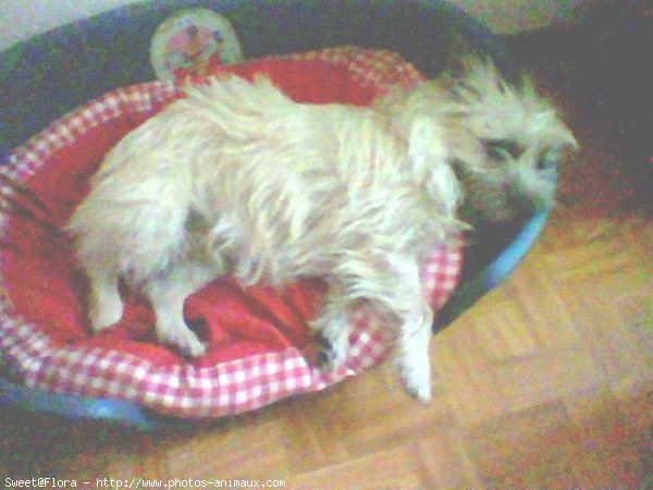 Photo de Cairn terrier