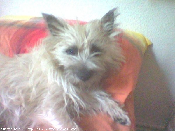 Photo de Cairn terrier