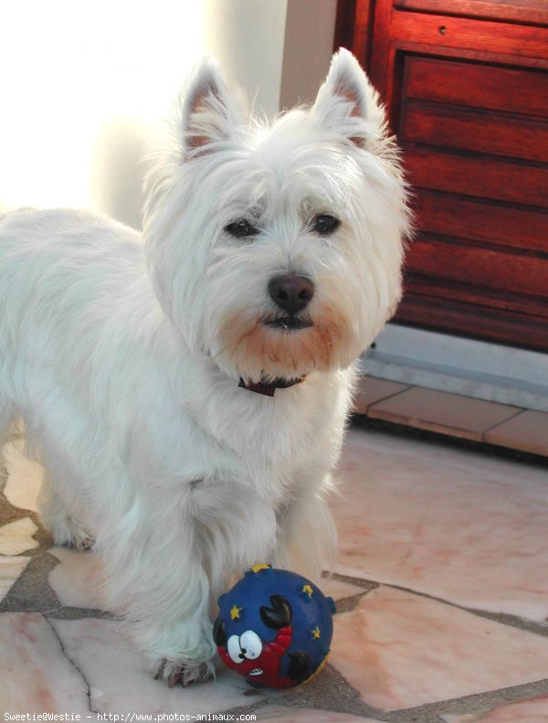 Photo de West highland white terrier