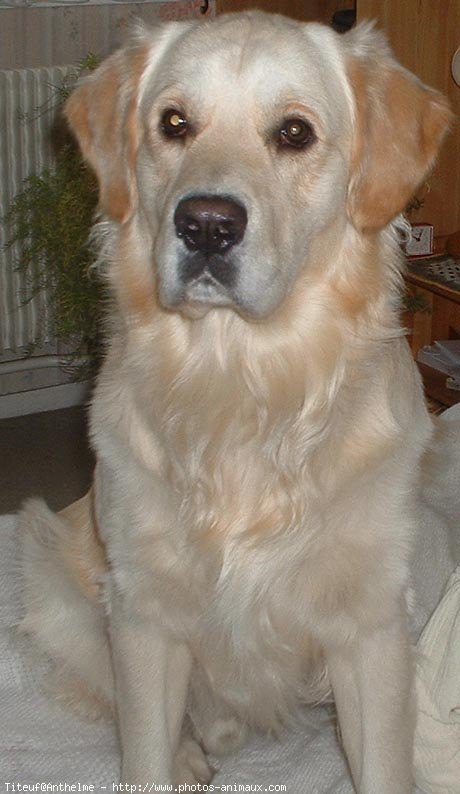 Photo de Golden retriever