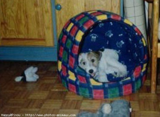 Photo de Fox terrier  poil dur