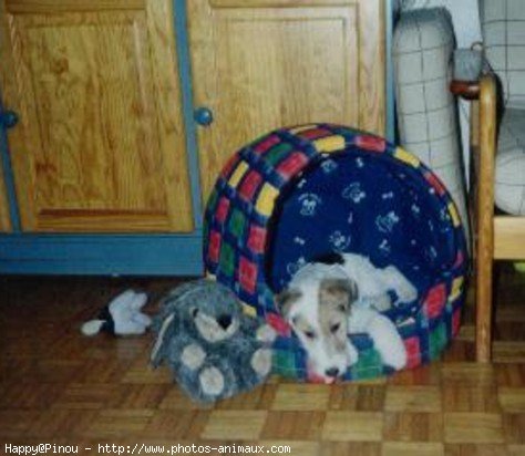 Photo de Fox terrier  poil dur