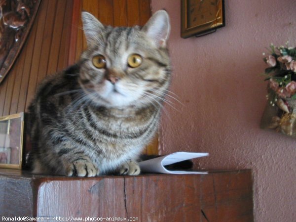 Photo de British shorthair