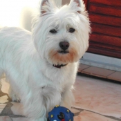 Photo de West highland white terrier