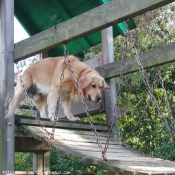 Photo de Golden retriever