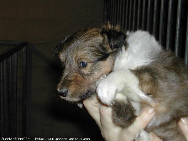 Photo de Chien de berger des shetland