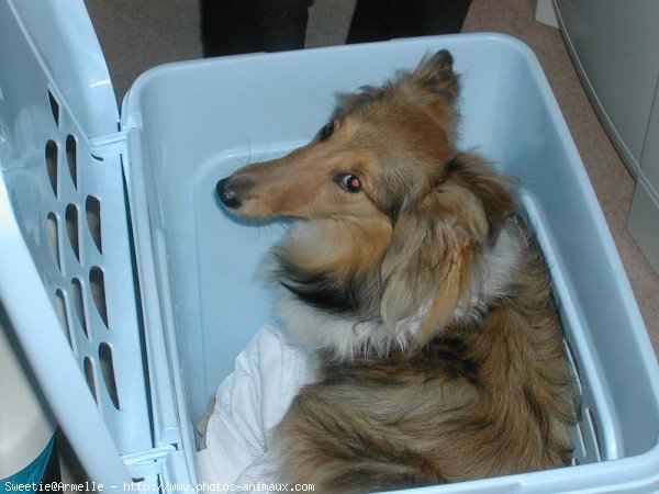 Photo de Chien de berger des shetland