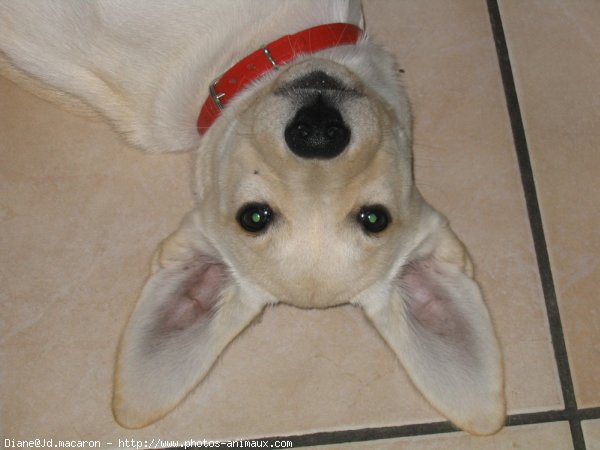 Photo de Labrador retriever