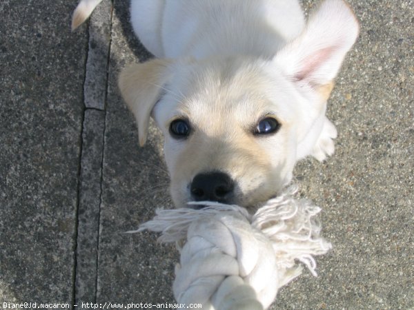 Photo de Labrador retriever