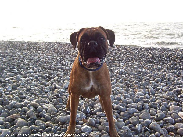 Photo de Boxer