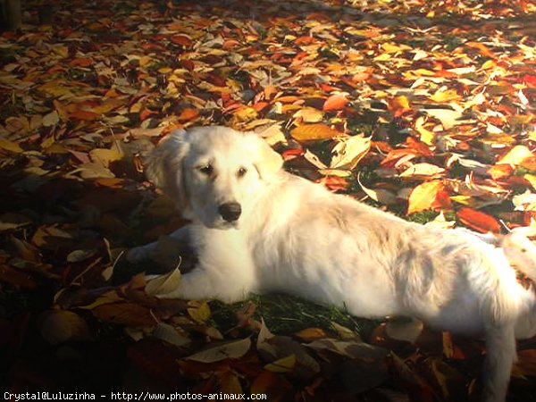 Photo de Golden retriever