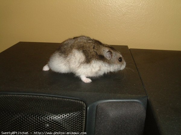 Photo de Hamster