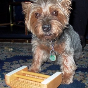 Photo de Yorkshire terrier