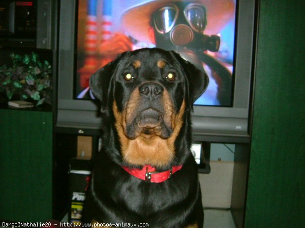 Photo de Rottweiler