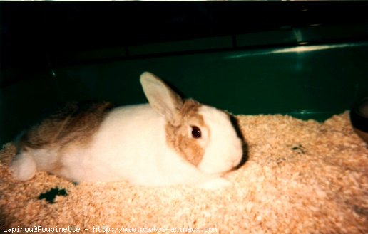 Photo de Lapin