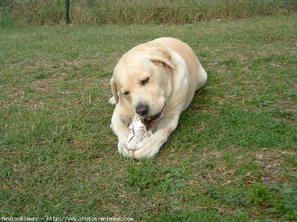 Photo de Labrador retriever