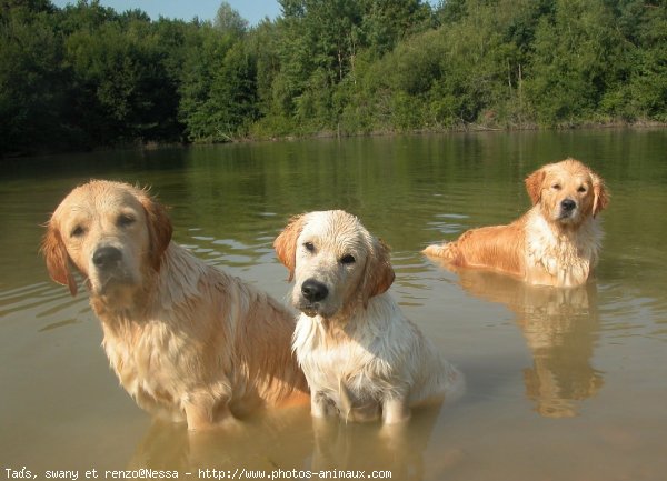 Photo de Golden retriever