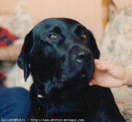 Photo de Labrador retriever