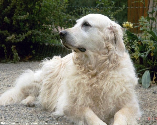 Photo de Golden retriever