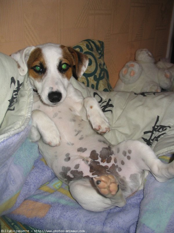 Photo de Jack russell terrier