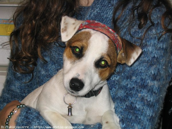 Photo de Jack russell terrier