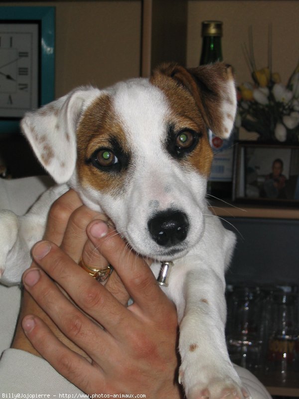 Photo de Jack russell terrier