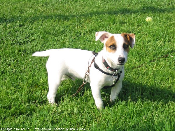 Photo de Jack russell terrier