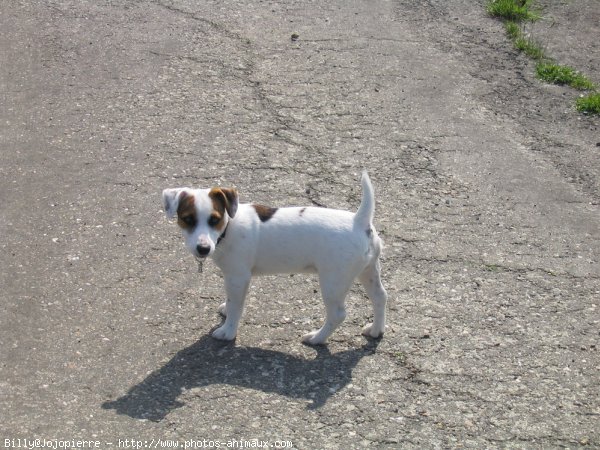 Photo de Jack russell terrier