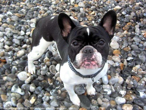 Photo de Bouledogue franais