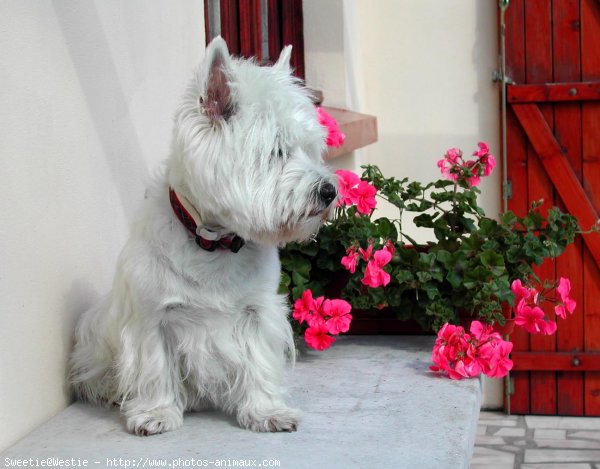 Photo de West highland white terrier