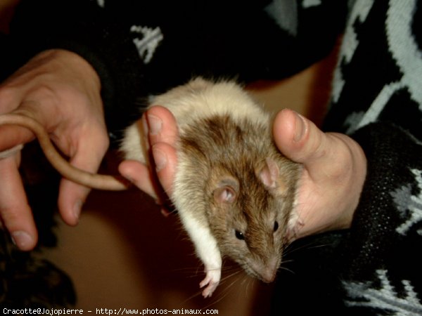 Photo de Rat