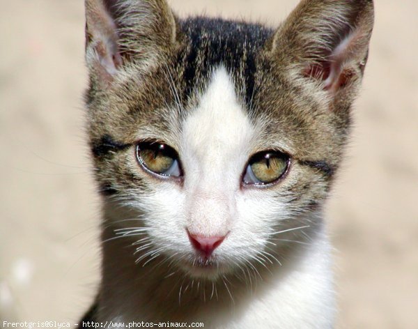 Photo de Chat domestique