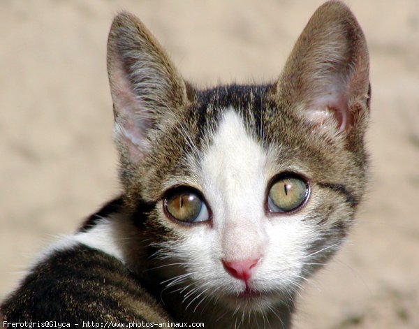 Photo de Chat domestique