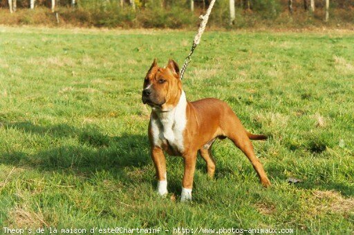 Photo d'American staffordshire terrier