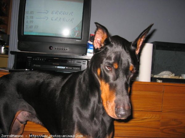 Photo de Dobermann