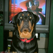 Photo de Rottweiler