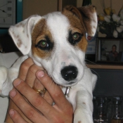 Photo de Jack russell terrier