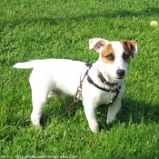 Photo de Jack russell terrier