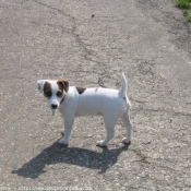 Photo de Jack russell terrier