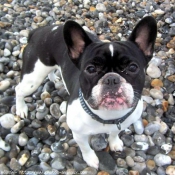 Photo de Bouledogue franais