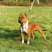 Photo d'American staffordshire terrier