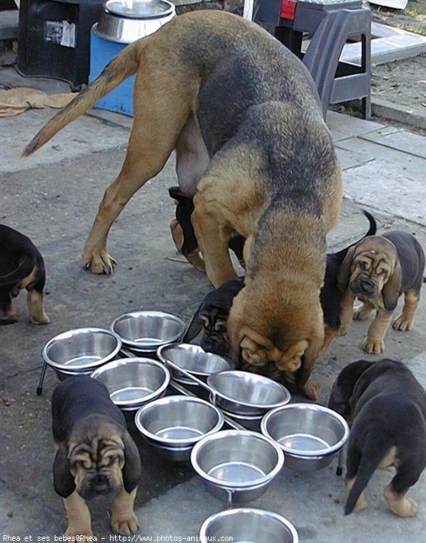 Photo de Chien de saint-hubert