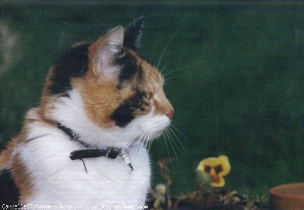 Photo de Chat domestique