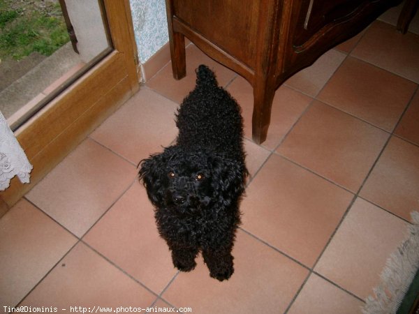 Photo de Caniche moyen